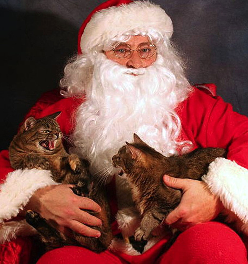 Когда на рождество встретился с родственниками, которых терпеть не можешь. котики, прикол, фото, юмор