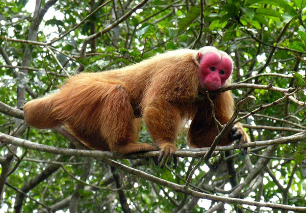 В среднем длина хвоста обезьян Южной Америки в 1,5 раза длиннее тела. По сравнению с ними какажао действительно короткохвостый. 