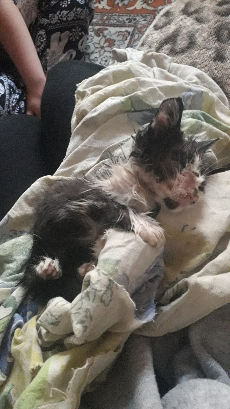 больной котенок