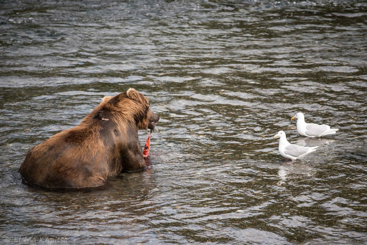 Как украинский хомут удавил СССР Политика
