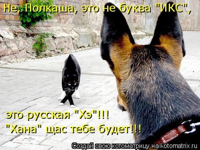 Котоматрица. Мысли вслух :) 