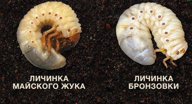 Бронзовка: Это не майский жук! О заблуждении каждого второго человека Бронзовка: Это не майский жук! О заблуждении каждого второго человека бронзовки, бронзовка, жуков, очень, сразу, когда, бронзовок, насекомые, поляризация, цветов, покушаются, самых, корни, не только, такой, состоит, пластинок, помогает, летают, кутикула