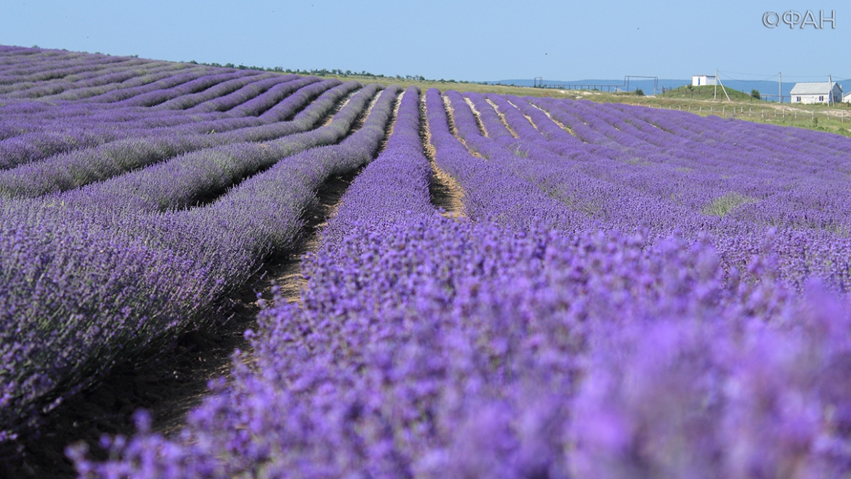 В Крыму показали знаменитые лавандовые поля, аналогов которых нет во всей России Общество