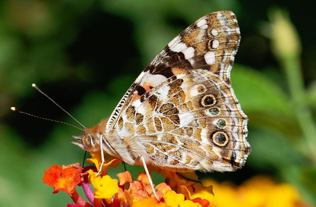 Как бабочкам удается преодолевать большие расстояния?