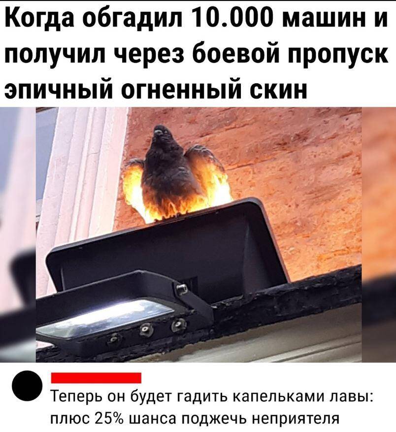 Из-за идиотов всё труднее жить дуракам — смешные картинки с надписями Из-за идиотов всё труднее жить дуракам — смешные картинки с надписями
