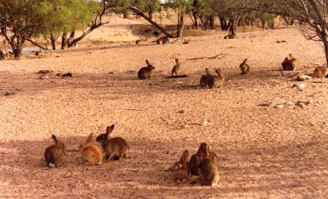 По Австралии бегает 300 миллионов диких кроликов, но местные их не едят. Выясняем причины странного явления кроликов, диких, кролики, животных, домашних, через, первый, ученые, можно, делать, Австралии, сокращения, состав, этого, запущен, особей, миллионов, распахивание, распоясавшихся, пределах