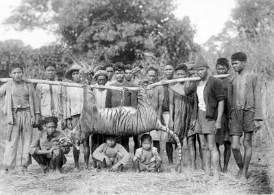 Балийский тигр — вымерший подвид