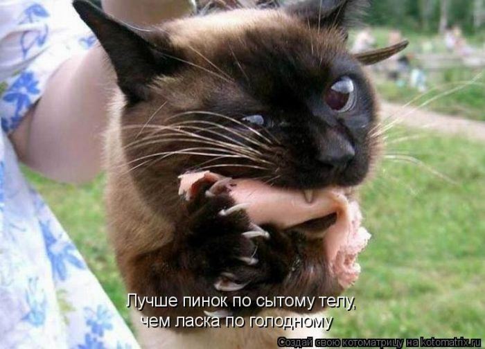 Котоматрица. Мысли вслух :) 