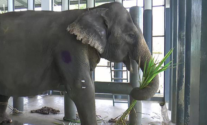 В Таиланде слон почувствовал запах еды и вошел в дом через стену Культура