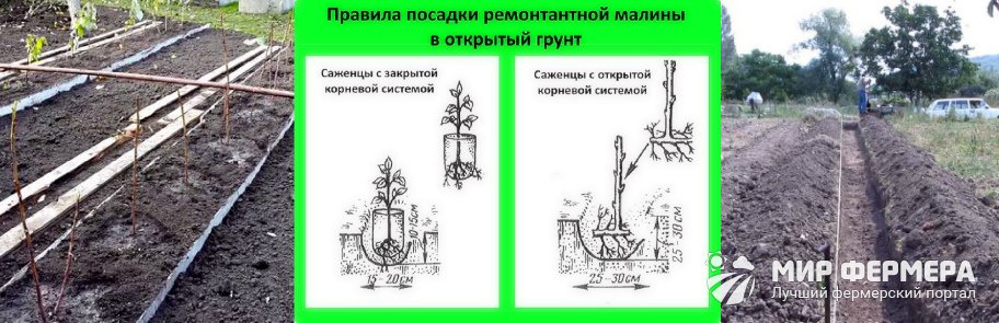 Как посадить малину схема