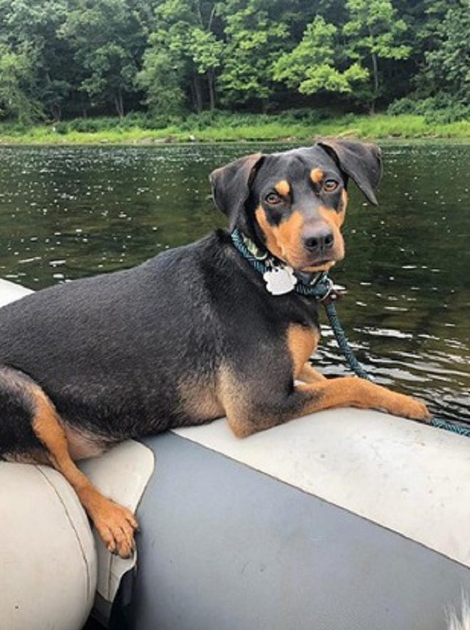 Уставшая собака