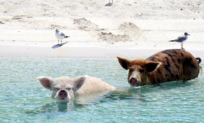 Остров плавающих свиней