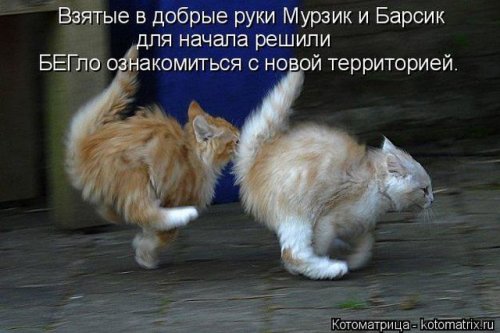 Новая котоматрица (36 фото)