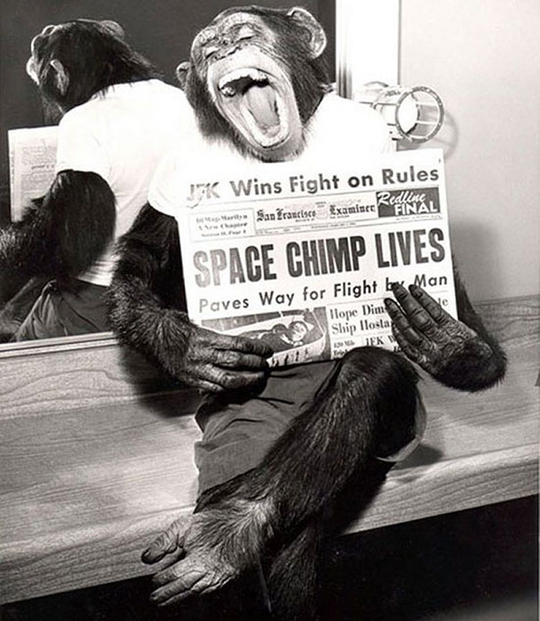 Шимпанзе-космонавт читает газету, 1961 год.