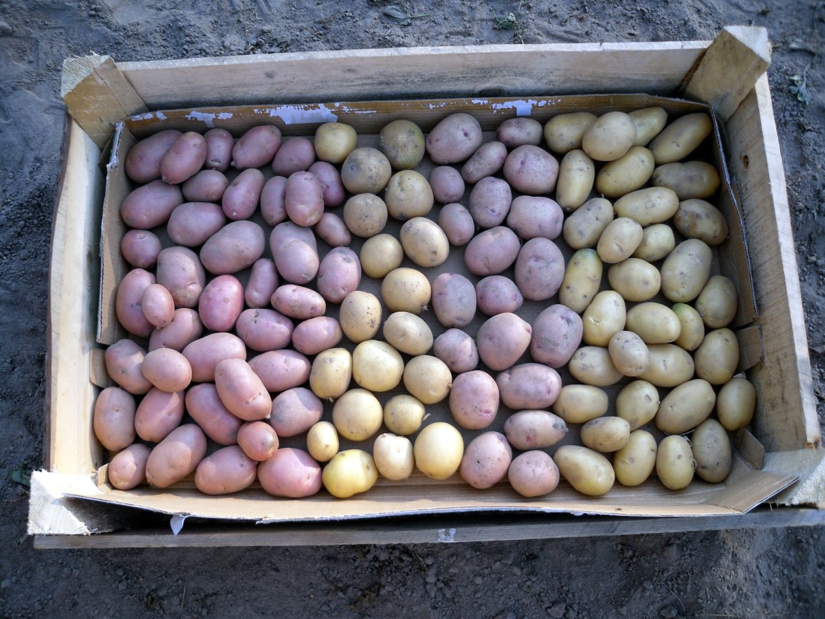 Семена картошки