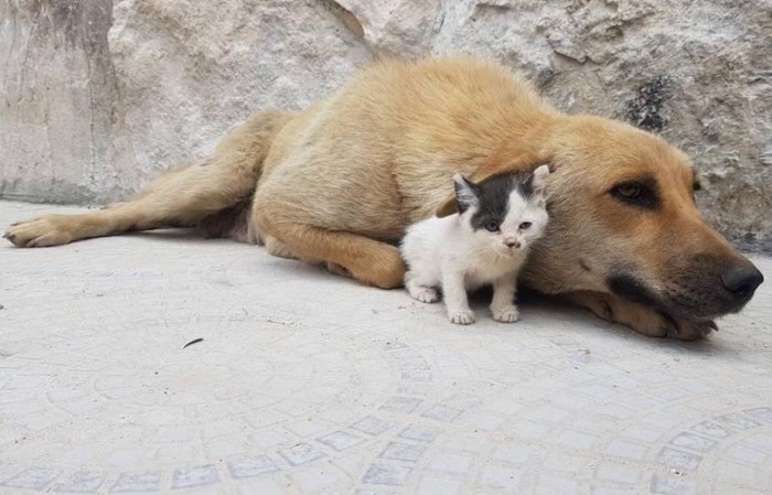 В Сирии оставшаяся без щенков собака усыновила котёнка собака, кот, Сирия, длиннопост