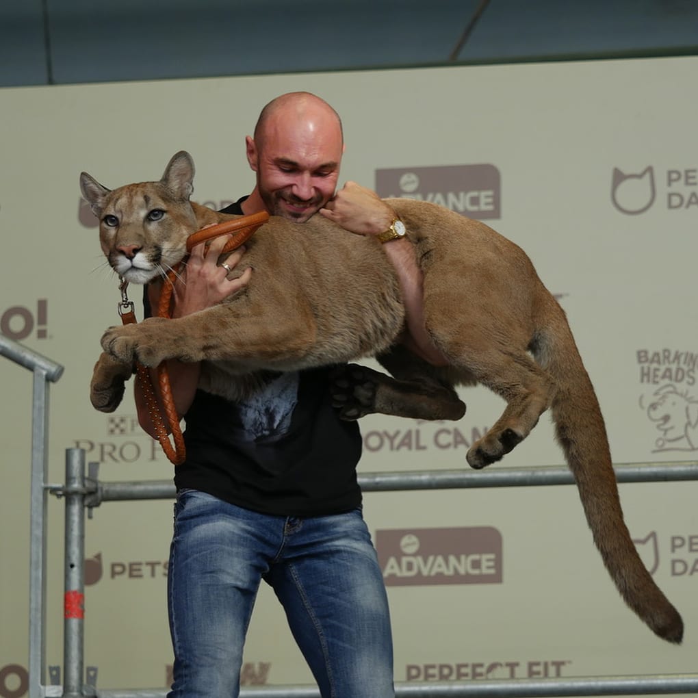 Пара забрала пуму из саранского контактного зоопарка и превратила её в разбалованного домашнего кота Пара забрала пуму из саранского контактного зоопарка и превратила её в разбалованного домашнего кота животные