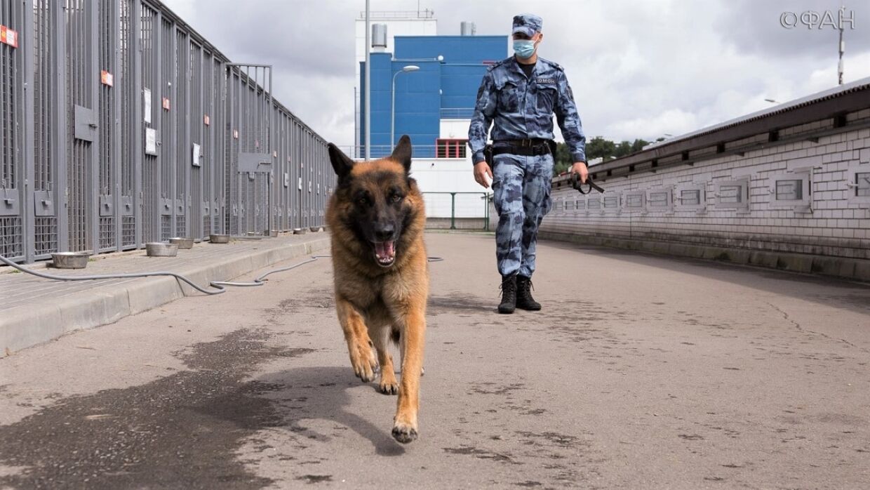 Кинологи московского ОМОНа раскрыли методы подготовки собак-саперов