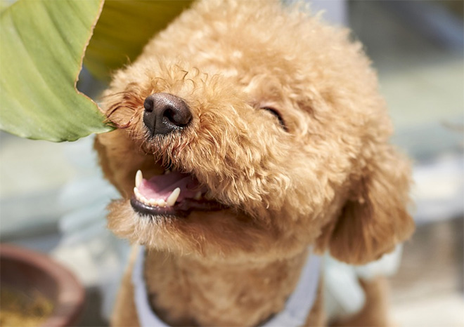«Собаки-улыбаки». Жизнь любит тех, кто ей улыбается «Собаки-улыбаки». Жизнь любит тех, кто ей улыбается