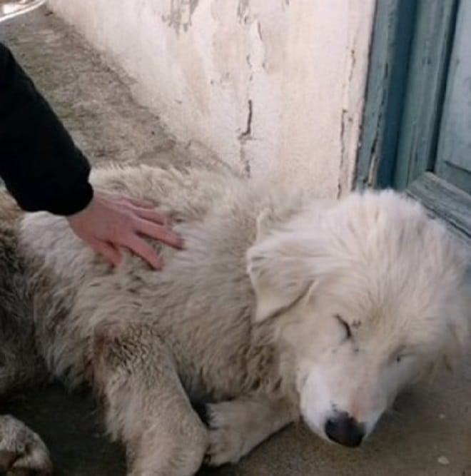 Собака и рука