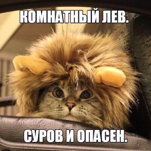 Веселые фото приколы и милые картинки с надписями