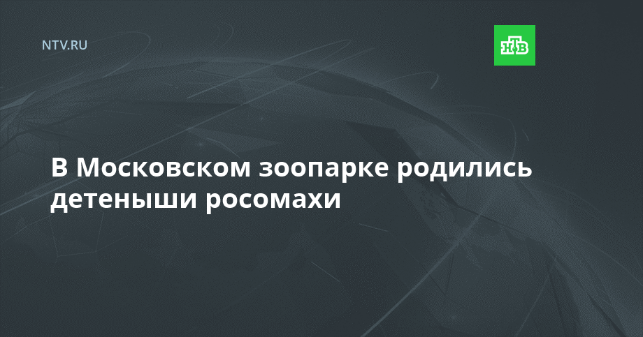 В Московском зоопарке родились детеныши росомахи