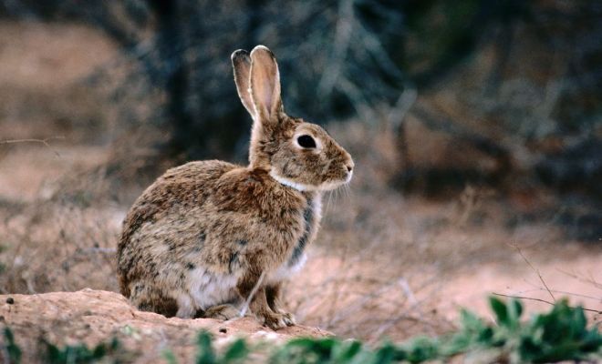 По Австралии бегает 300 миллионов диких кроликов, но местные их не едят. Выясняем причины странного явления