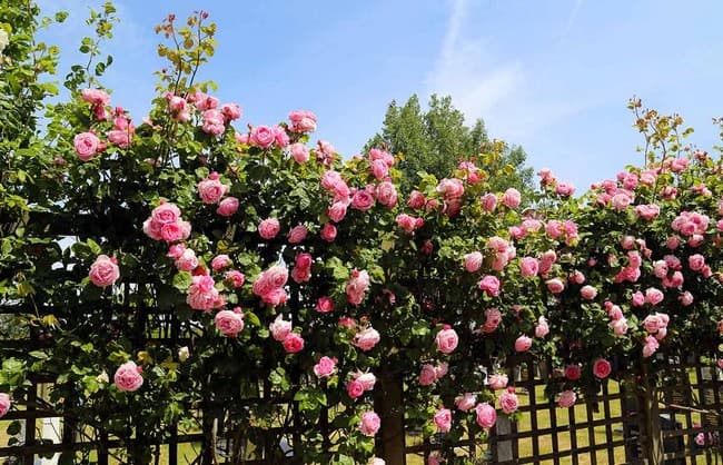 Живая изгородь из роз — решение, которое преобразит сад дача,сад и огород,садоводство,цветоводство
