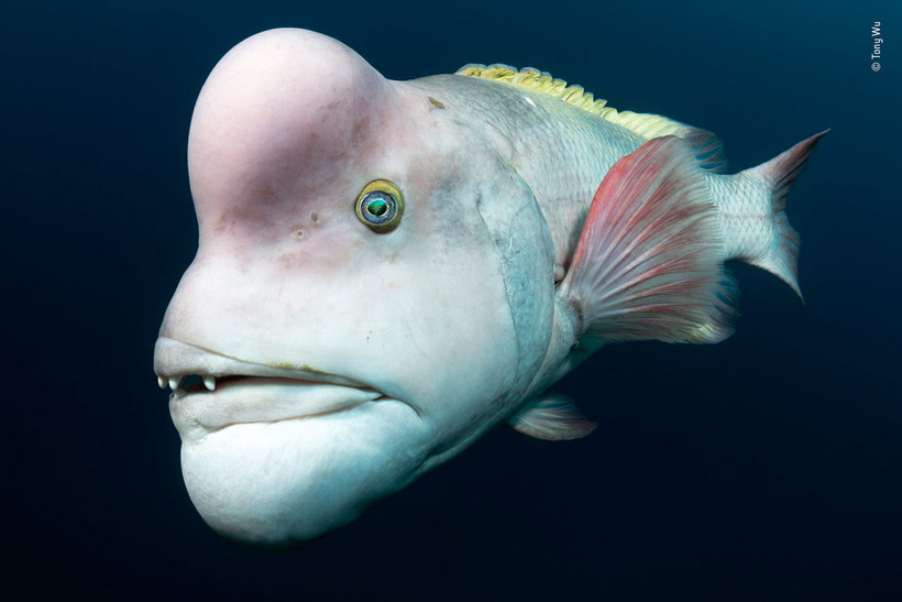 14 сногсшибательных работ финалистов конкурса Wildlife Photographer of the Year 2018