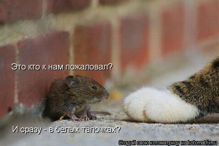 Котоматрица. Мысли вслух :) 