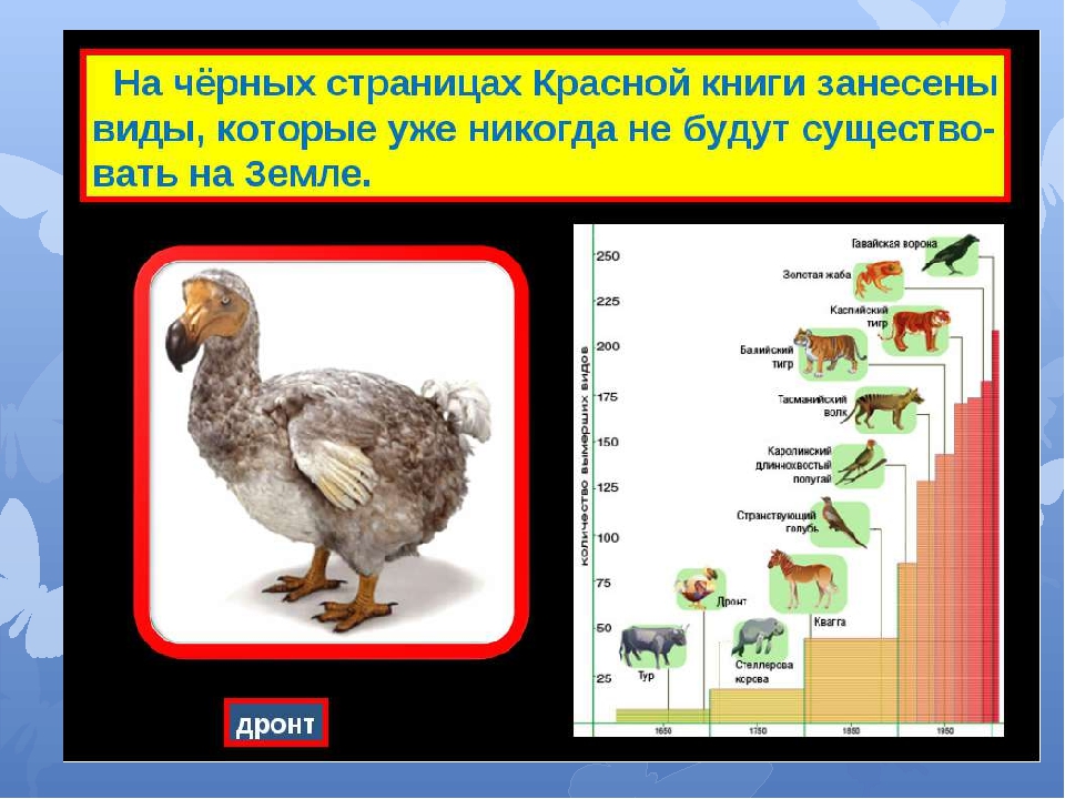 Красная книга и черная книга презентация