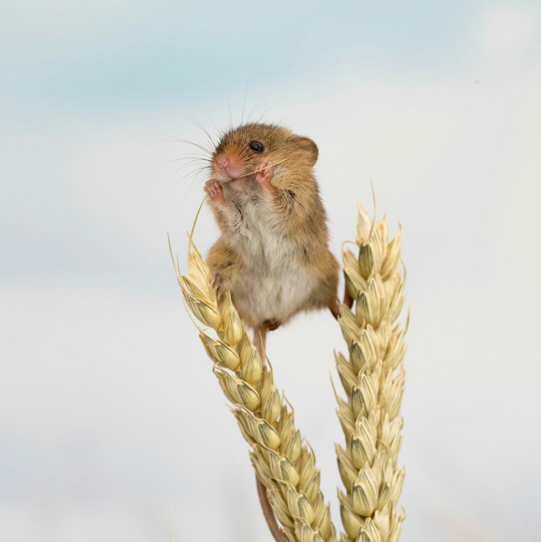 Мышка на пшенице