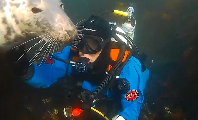 Тюлень подплыл к дайверу на глубине и попросил его обнять. Видео