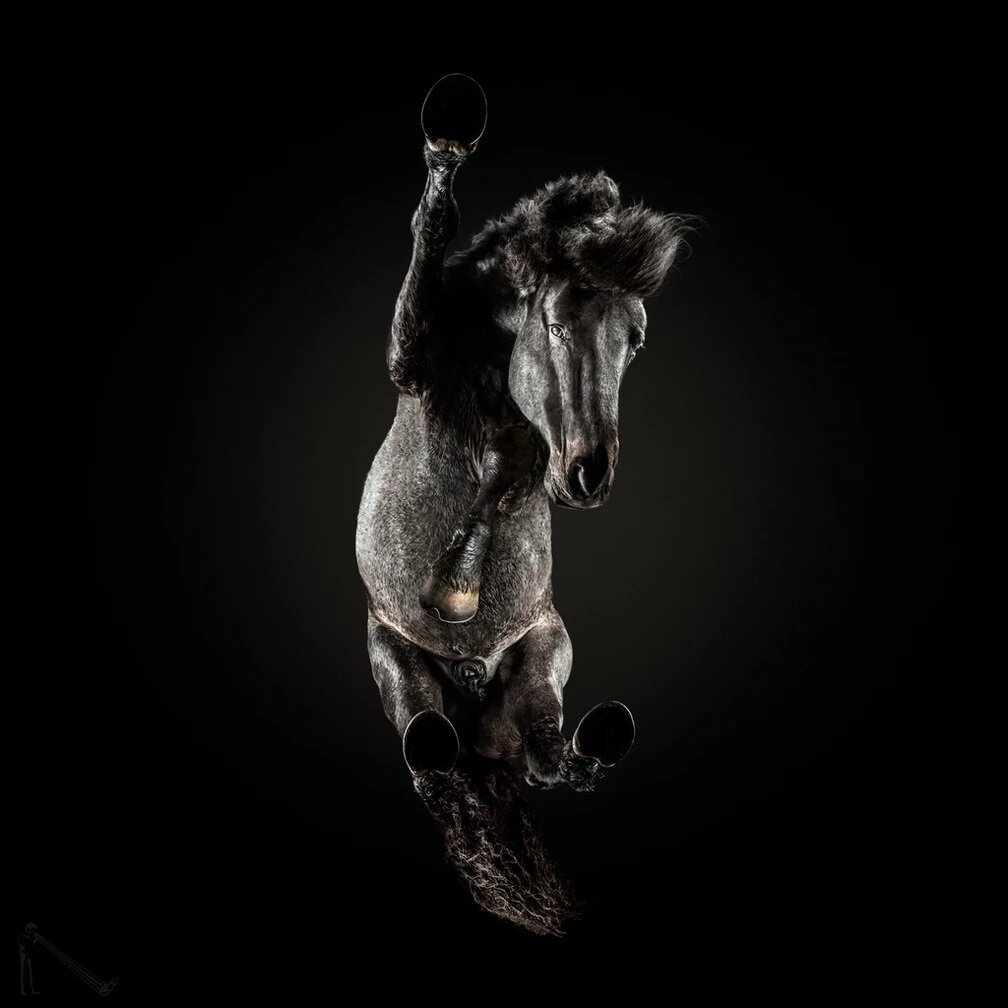 Под лошадью — необычная и забавная фотосессия проект, «Underlook», снизу, большой, самый, точки, лошадей, Андриус, только, «UnderCats», количество, животные, кошек, зрения, проекта, начался, «UnderHorse», которая, собаками, называлась