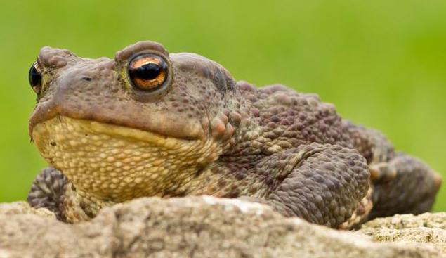 Земляная жаба — земноводное с плохой репутацией. Так ли это?