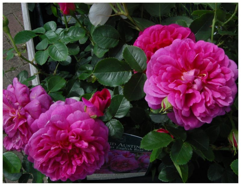 15 самых красивых фиолетовых роз и их виды характеристикиЦвет, смРазмер, цветка, смМорозоустойчивость, требует, укрытия, зонаЦветение, цвета, ароматом, цветки, имеют, крупные, весны, фиолетового, цветов, очень, обладает, имеет, всего, заболеваниям