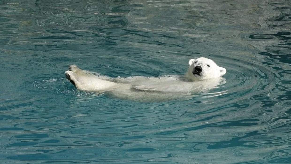 Тундровики Ямала пожаловались на нашествие белых медведей
