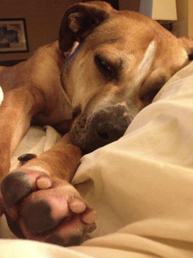 пёс отдыхает