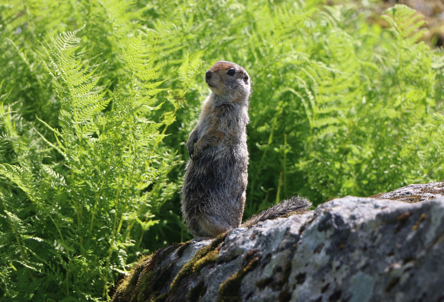 Камчатка. Часть 2. Медведи на планете вулканов. 