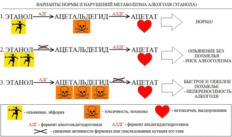 Алкоголь - сильнейший наркотик с точки зрения медицины алкоголя, алкоголь, синдром, активности, человека, схеме, вариант, зависимости, быстро, второй, фермента, алкоголизм, алкоголизма, абстинентный, печени, ацетальдегида, поэтому, более, вызывают, опьянение