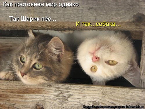 Новая отличная котоматрица (37 фото)