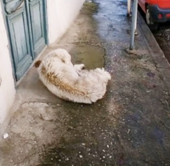 Собака лежит