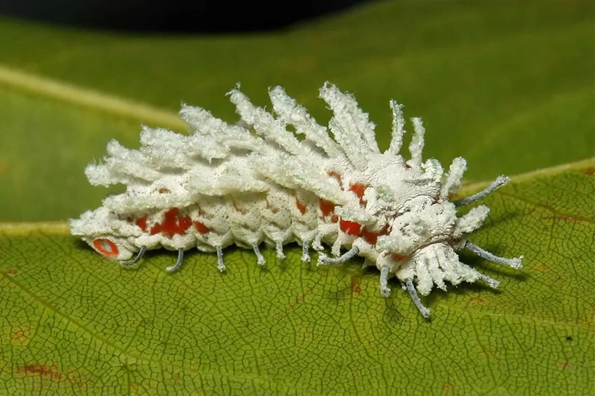 Павлиноглазка атлас гусеница