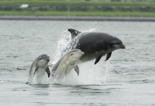 25 курьёзных фактов о дельфинах 05