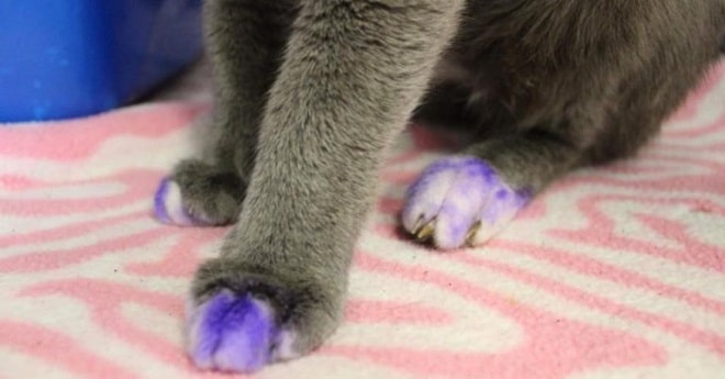 Лапы в краске