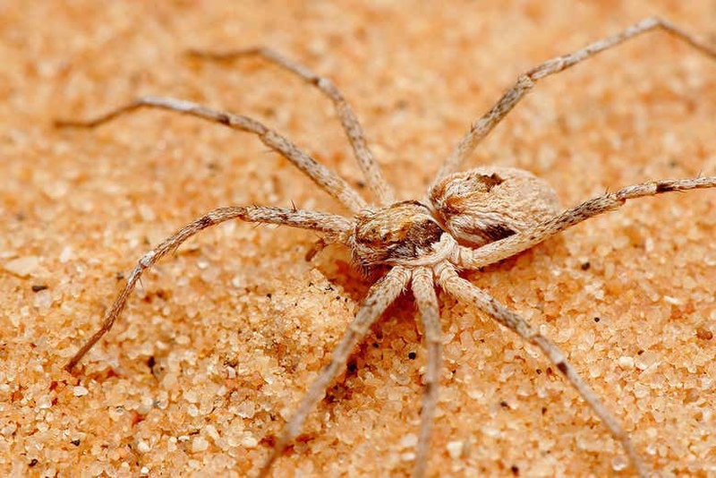 Обнаружены пауки, которые связывают самок перед спариванием