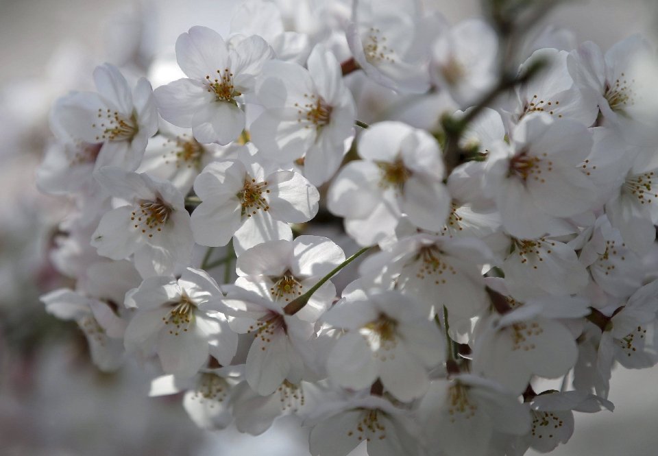 Японская традиция любования цветущей сакурой Япония