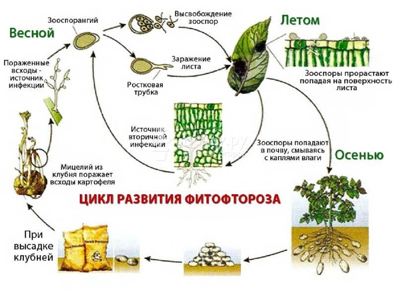 Что делать если картошку поразила фитофтора