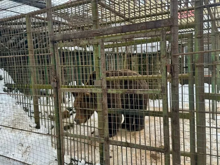 Живущий в российском кафе медведь убил человека