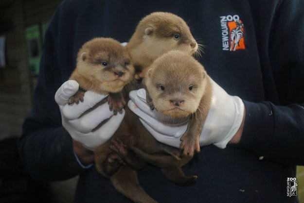 This adorable bundle of baby sea otters.